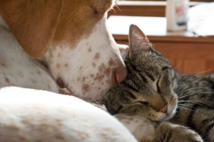 Entenda o ciclo de pulgas e carrapatos em cães e gatos. Saiba como evitar doenças graves e descubra a importância do controle ambiental contínuo.