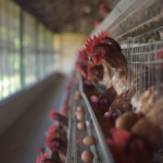 Descubra como as vacinas vectorizadas revolucionam a avicultura. Entenda as vantagens no controle de Newcastle, Gumboro e Influenza aviária.