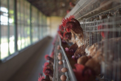 Descubra como as vacinas vectorizadas revolucionam a avicultura. Entenda as vantagens no controle de Newcastle, Gumboro e Influenza aviária.