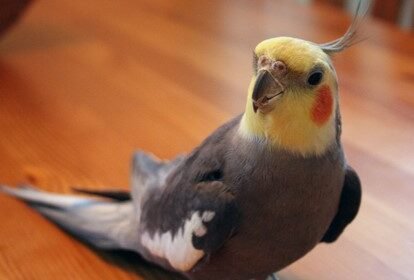Entenda como Marek, Gumboro e Anemia Infecciosa causam imunossupressão em aves. Saiba como proteger seu plantel com vacinação e biosseguridade.