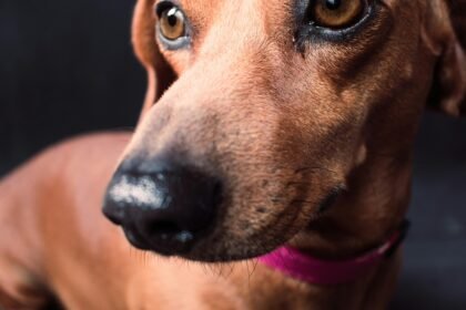 Saiba como identificar dor articular e problemas de coluna em cães e gatos. Dicas de adaptação ambiental, fisioterapia e cuidados para pets idosos.