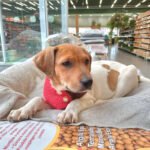 Não seja a próxima vítima! Aprenda a identificar perfis falsos, golpes de frete e taxas abusivas em adoções de cães e gatos. Guia de segurança SeusPet.