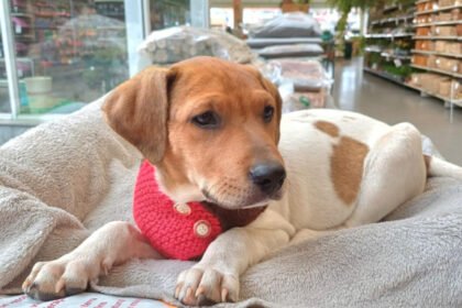 Não seja a próxima vítima! Aprenda a identificar perfis falsos, golpes de frete e taxas abusivas em adoções de cães e gatos. Guia de segurança SeusPet.