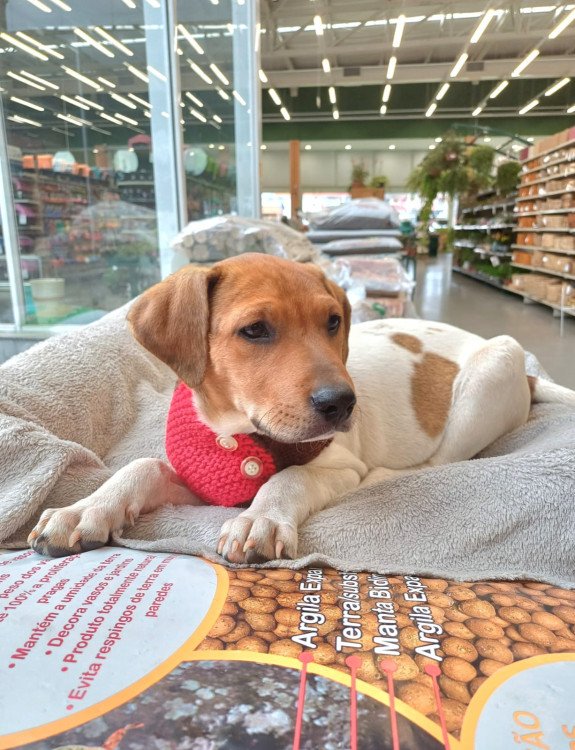 Não seja a próxima vítima! Aprenda a identificar perfis falsos, golpes de frete e taxas abusivas em adoções de cães e gatos. Guia de segurança SeusPet.