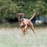 Descubra como funcionam as coleiras antipulgas, quais são as melhores marcas de 2025 e se elas são realmente seguras para o seu cão. Tudo sobre proteção duradoura.