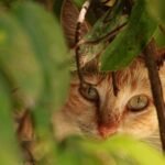 O guia definitivo para escolher o antipulgas ideal para seu gato. Comparamos pipetas, comprimidos e coleiras, focando em segurança e eficácia contra infestações.