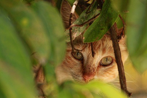 O guia definitivo para escolher o antipulgas ideal para seu gato. Comparamos pipetas, comprimidos e coleiras, focando em segurança e eficácia contra infestações.