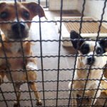 Brasil tem 30 milhões de animais de rua. Entenda os impactos do abandono e como a adoção responsável transforma vidas e a saúde pet. Veja!