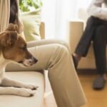 Coceira intensa e queda de pelo? Entenda os sinais de alergia em cães e gatos, tratamentos modernos e como garantir a saúde pet. Confira!