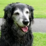 Nutrição de pets idosos: saiba como a dieta correta previne doenças renais e articulares. Dados científicos sobre longevidade para 2026.