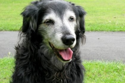 Nutrição de pets idosos: saiba como a dieta correta previne doenças renais e articulares. Dados científicos sobre longevidade para 2026.