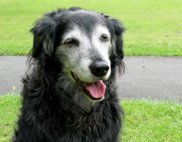 Nutrição de pets idosos: saiba como a dieta correta previne doenças renais e articulares. Dados científicos sobre longevidade para 2026.