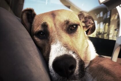 Descubra se cães sentem ciúmes. Analisamos a neurobiologia pet, sinais comportamentais e como gerir a harmonia entre cães e tutores.