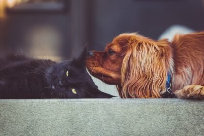 Dor em cães e gatos: aprenda a identificar sinais sutis de sofrimento, como tratar e quando buscar ajuda para garantir o bem-estar do seu pet.