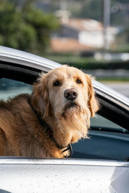 Aprenda a identificar e tratar o enjoo de movimento em cães e gatos. Estratégias de segurança e bem-estar para viagens tranquilas com o seu pet.