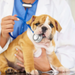Saúde pet: exames preventivos salvam vidas. Entenda a importância do check-up veterinário, vacinação e cuidados para cães e gatos em 2026.
