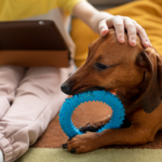 Citologia auricular em pets: entenda a importância do exame para tratar otites e fungos. Proteja a audição e o bem-estar do seu cão ou gato.