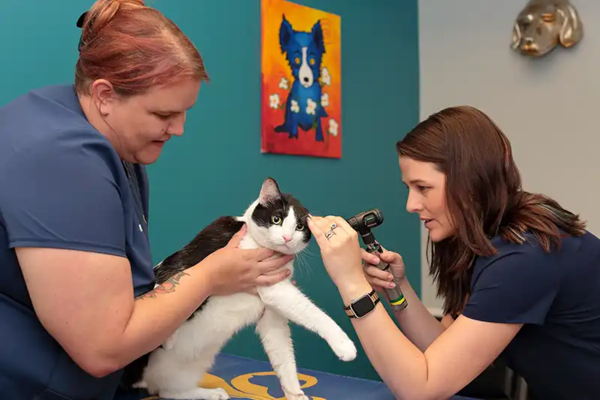 Saiba como a saúde bucal pet evita doenças no coração e rins. Guia sobre tártaro, escovação e limpeza dental veterinária em 2026.