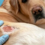 Aprenda a identificar a dermatite de contato em cães. Veja sintomas, tratamentos e dicas exclusivas para proteger a pele sensível do seu pet.