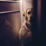 Entenda as fobias sociais em cães e gatos. Analisamos causas, sinais de ansiedade e estratégias para promover o bem-estar e a segurança.