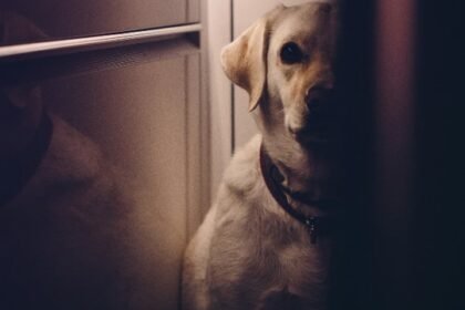 Entenda as fobias sociais em cães e gatos. Analisamos causas, sinais de ansiedade e estratégias para promover o bem-estar e a segurança.