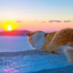 Vou sair de férias: o que fazer com meu gato? Descubra como planejar sua viagem sem estressar seu pet, garantindo segurança e bem-estar.