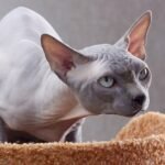 Explore the clinical risks of Sphynx and Scottish Fold cats. Analysis of the 2026 ban, genetic diseases, and specialized pet care tips.