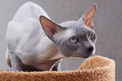 Explore the clinical risks of Sphynx and Scottish Fold cats. Analysis of the 2026 ban, genetic diseases, and specialized pet care tips.