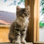 Entenda como funciona a memória dos gatos, o vínculo com os tutores e a ciência por trás da mente felina. O guia definitivo de cognição em 2026.