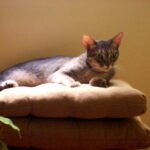 Gatos sentem calor? Saiba como identificar sinais de estresse térmico em felinos e as melhores soluções para refrescar seu pet no verão.