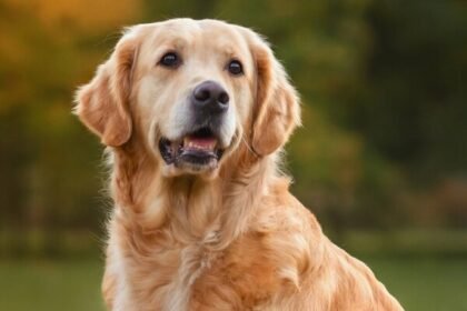 Análise clínica do Golden Retriever: saúde, comportamento e genética. Saiba como cuidar desta raça com foco em longevidade e bem-estar.