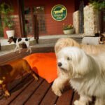 Saiba como escolher o melhor hotel para pets. Dicas de hospedagem, segurança e bem-estar para cães e gatos em sua próxima viagem.