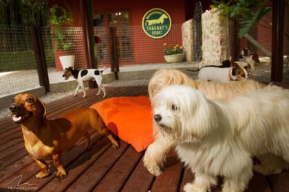 Saiba como escolher o melhor hotel para pets. Dicas de hospedagem, segurança e bem-estar para cães e gatos em sua próxima viagem.