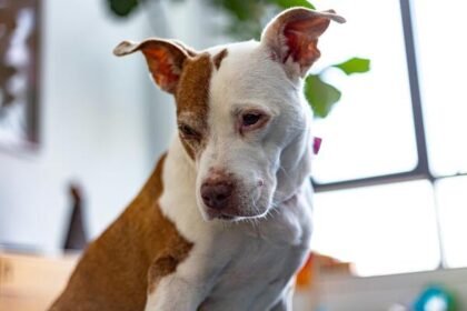 Saiba como proteger seu pet da Doença de Lyme. Analisamos as novas diretrizes da VMX 2026 sobre prevenção, diagnóstico e imunização clínica.