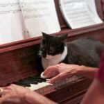 Música para gatos: sons que acalmam e reduzem o estresse felino. Descubra como a musicoterapia melhora o bem-estar do seu pet hoje mesmo.