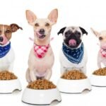 Saiba como o ESG na indústria pet garante saúde e sustentabilidade. Nutrição consciente, pet food eco-friendly e longevidade para seu pet.