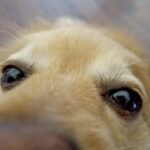 Lágrima ácida em cães e gatos: entenda as causas das manchas, como tratar e as melhores dicas de higiene para manter o rosto do seu pet limpo.