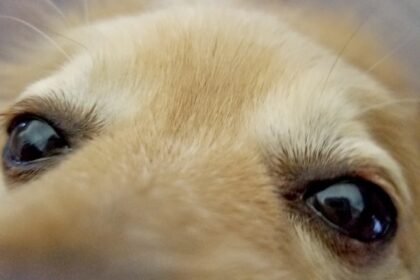 Lágrima ácida em cães e gatos: entenda as causas das manchas, como tratar e as melhores dicas de higiene para manter o rosto do seu pet limpo.