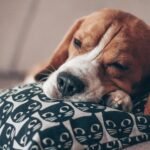 Ondas de calor e pets: saiba onde seu cão deve dormir para evitar hipertermia e garantir conforto nas noites quentes do Sudeste brasileiro.