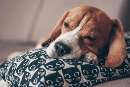 Ondas de calor e pets: saiba onde seu cão deve dormir para evitar hipertermia e garantir conforto nas noites quentes do Sudeste brasileiro.