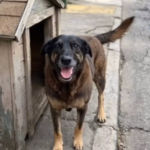 Caso Orelha em SC: Entenda as implicações legais de maus-tratos a cães comunitários. Proteção animal e justiça penal em foco no Seus PET.