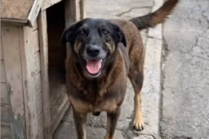 Caso Orelha em SC: Entenda as implicações legais de maus-tratos a cães comunitários. Proteção animal e justiça penal em foco no Seus PET.