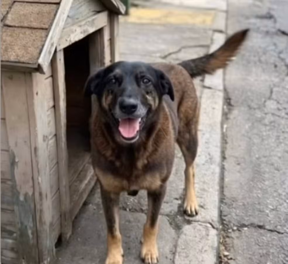 Caso Orelha em SC: Entenda as implicações legais de maus-tratos a cães comunitários. Proteção animal e justiça penal em foco no Seus PET.