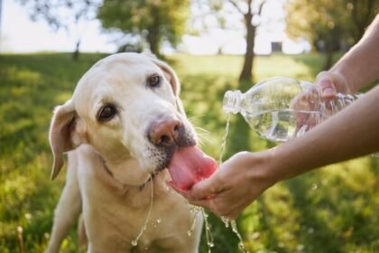 O calor extremo pode ser fatal para cães e gatos. Entenda como prevenir a hipertermia, identificar sinais de risco e proteger seu pet agora.