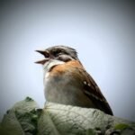 Animais espalham fake news? Entenda como sinais enganosos garantem a sobrevivência na natureza e o que isso revela sobre o seu pet.