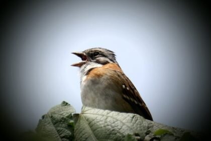 Animais espalham fake news? Entenda como sinais enganosos garantem a sobrevivência na natureza e o que isso revela sobre o seu pet.