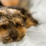 Saiba identificar emergências dermatológicas em cães e gatos. Analisamos anafilaxia, pênfigo e farmacodermias para um socorro imediato.