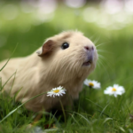 Coelhos e porquinhos-da-índia precisam de vacina? Entenda o calendário de vacinação pet para espécies exóticas e garanta a saúde do seu pet.