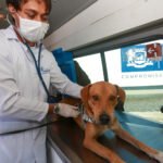 Proteja seu melhor amigo com as últimas diretrizes de saúde animal. Analisamos vacinação, nutrição clínica e prevenção de doenças para cães e gatos.