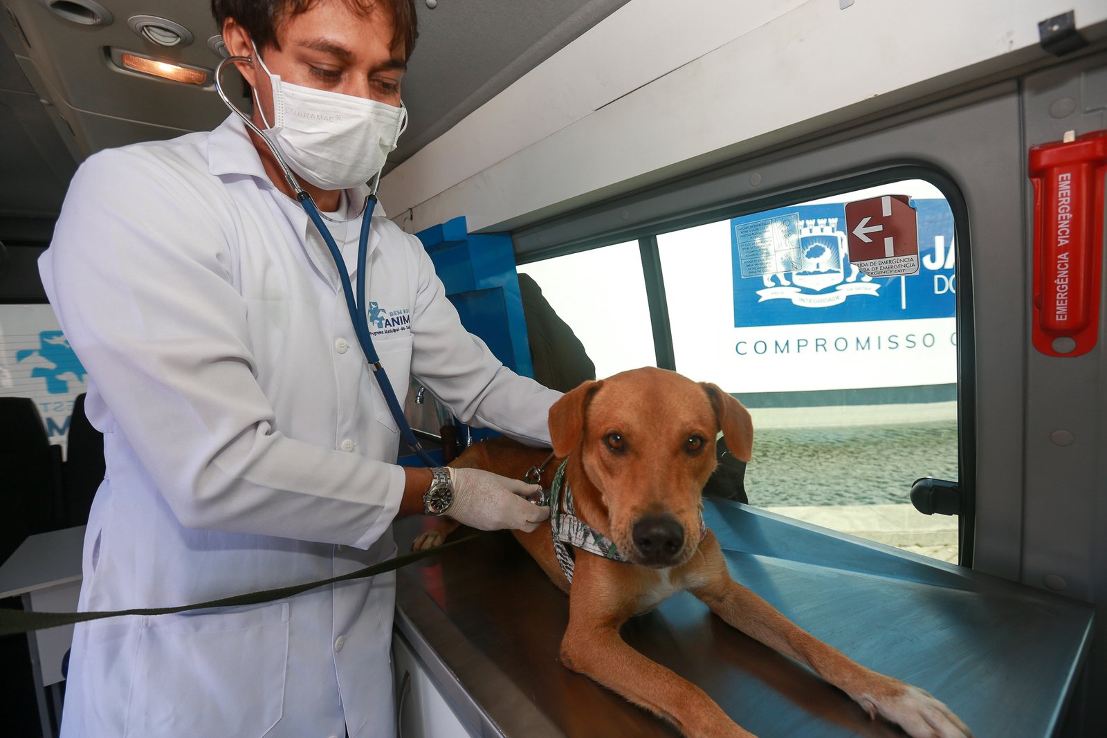 Proteja seu melhor amigo com as últimas diretrizes de saúde animal. Analisamos vacinação, nutrição clínica e prevenção de doenças para cães e gatos.